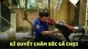 Bí Quyết Chăm Sóc Gà Chọi Giúp Gà Khỏe Mạnh Và Sung Sức