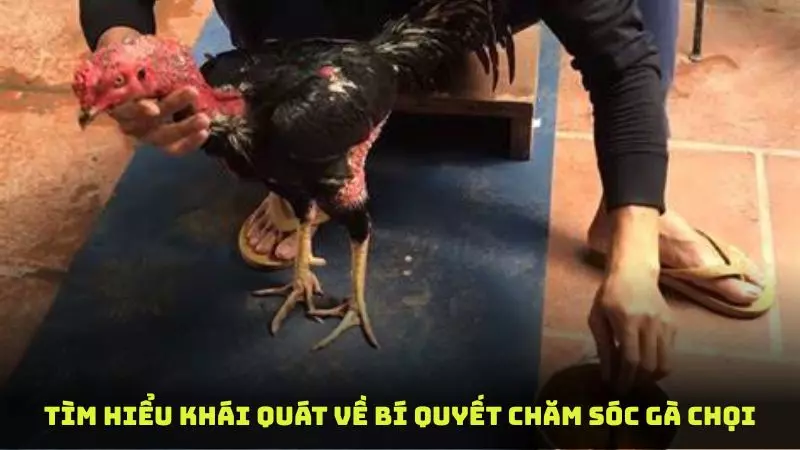 Tìm hiểu khái quát về bí quyết chăm sóc gà chọi