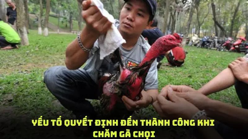 Những yếu tố quyết định đến thành công khi chăm gà chọi