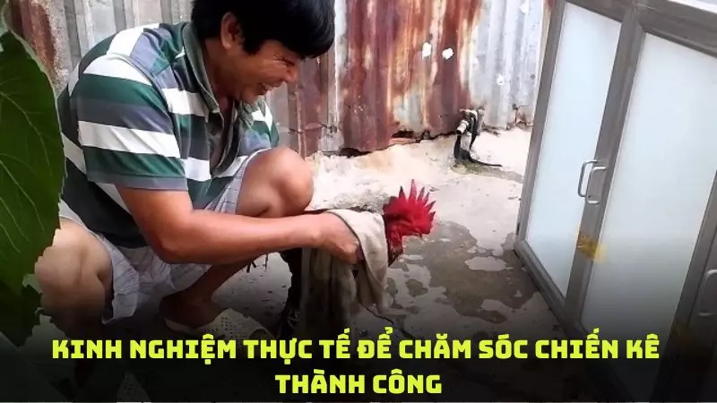 Kinh nghiệm thực tế để chăm sóc chiến kê thành công