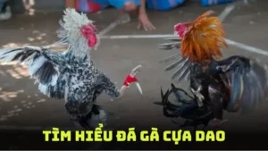 Đá Gà Cựa Dao - Trải Nghiệm Giải Trí Cùng Chiến Thuật