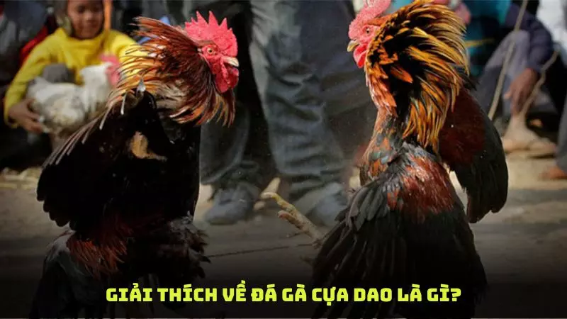 Giải thích về đá gà cựa dao là gì?