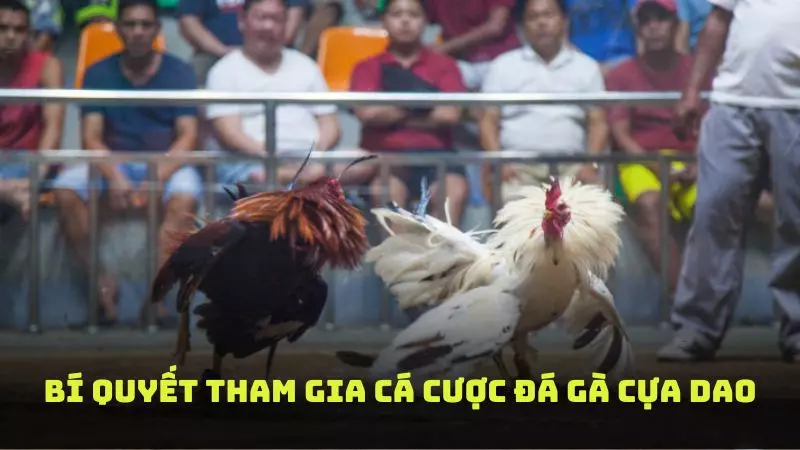 Một số kinh nghiệm hay giúp bạn chơi đá gà dùng cựa dao thắng lớn