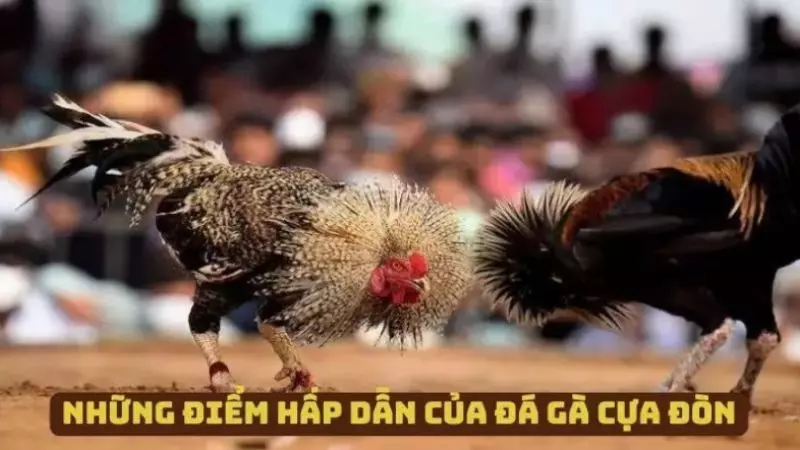 Một số điểm hấp dẫn của chọi kê cựa đòn