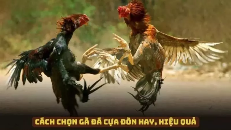 Cách chọn những chiến kê cựa đòn hay và hiệu quả