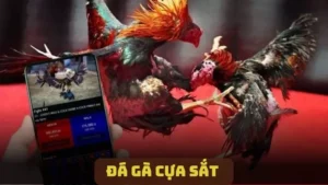 Đá Gà Cựa Sắt - Những Điều Người Chơi Cần Biết Khi Tham Gia