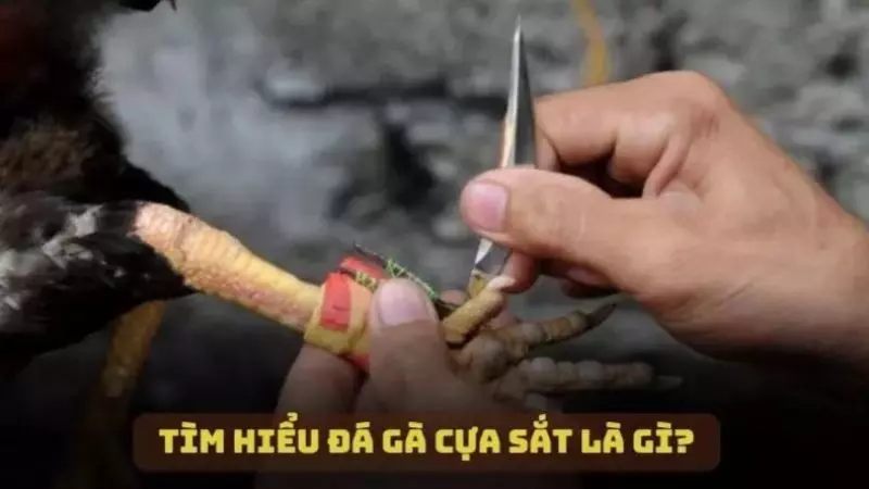 Tìm hiểu đôi nét về đá gà cựa sắt là gì?