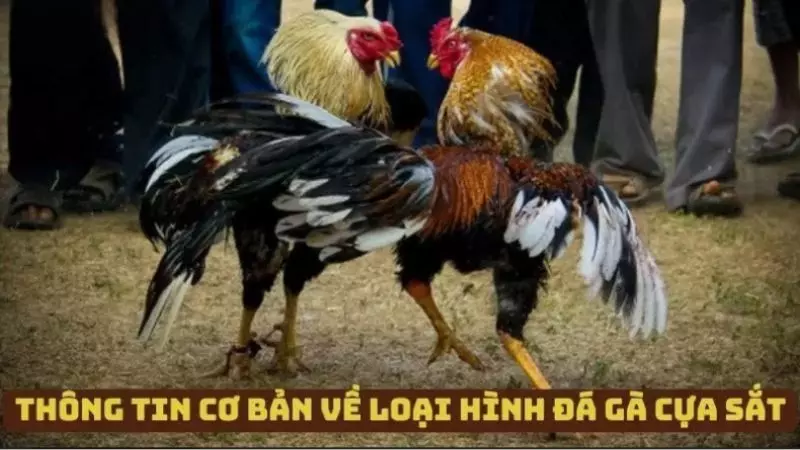 Một số thông tin cơ bản về loại hình đá gà cựa sắt 