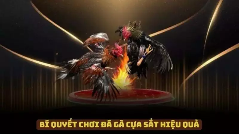 Bí quyết giúp bạn chơi đá gà cựa sắt thắng lớn mỗi ngày