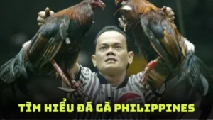 Đá Gà Philippines - Cá Cược Trực Tuyến Trải Nghiệm Sôi Động