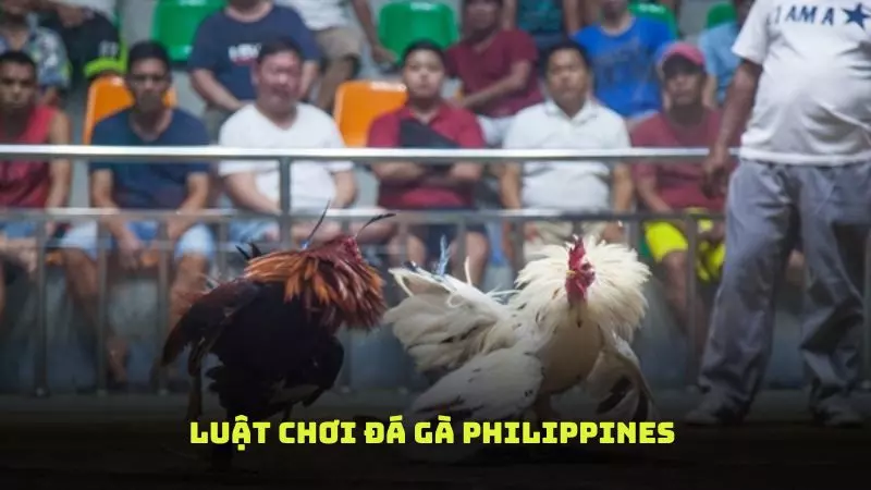 Kiến thức cơ bản về đá gà Philippines
