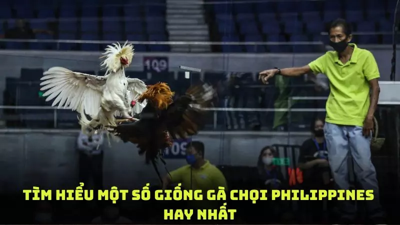 Tìm hiểu một số giống gà chọi Philippines hay nhất